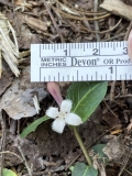 Partridgeberry