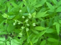 Water Hemlock