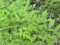 Water Hemlock