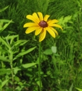 Black Eyed Susan