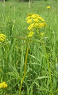 Wild Parsnip