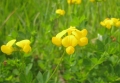 Birdfoot Trefoil
