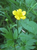 Swamp Buttercup