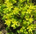 Mossy Stonecrop