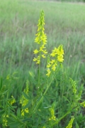 Yello Sweet Clover