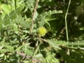 Sweetfern