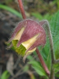 Water Avens