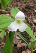 Large-flowered Trillium