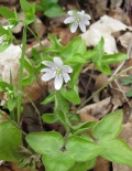 Sharp-lobed Hepatica