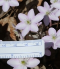 Sharp-lobed Hepatica