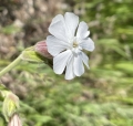 White Campion