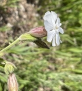 White Campion