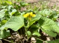 Downy Yellow Violet