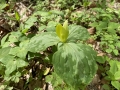 Yellow Trillium