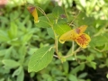 Jewelweed