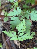 Herb robert
