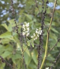 White Sweet Clover
