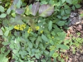 Zigzag Goldenrod
