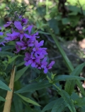 Purple Loosestrife