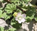 Common Mallow