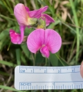 Broad-leaved Sweet Pea