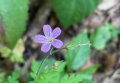 Herb Robert