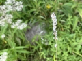 Mild Water-pepper