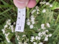 White Snakeroot