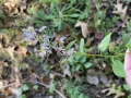 Calico Aster