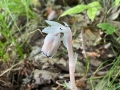 Indian pipe